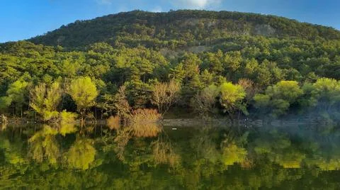 Reflections on the lake, forest in background Stock Photos