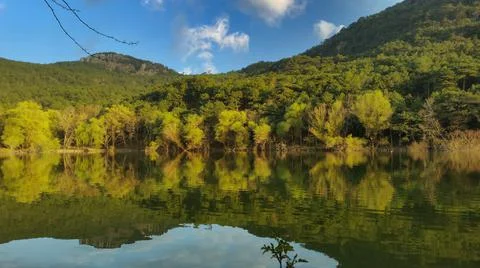 Reflections on the lake, forest in background Stock Photos