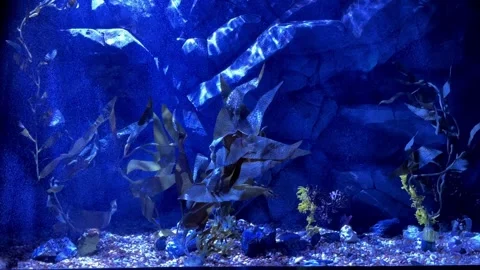 Reflections of light in a blue aquarium Stock Footage 251754112