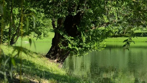 Reflections of light on the trees of the lake Stock Footage 91753543