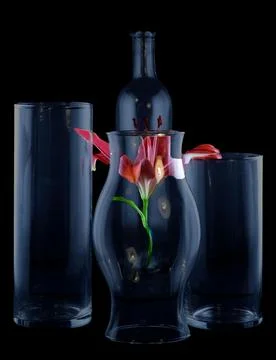 Reflections of a Lily Stock Photos