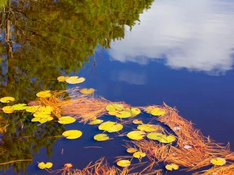 Reflections in a lily pond Stock Photos