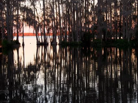 Reflections of a line of trees on the ocean Stock Photos