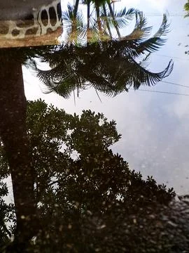 Reflections of lush green trees and palm fronds create an ethereal, upside-.. Stock Photos