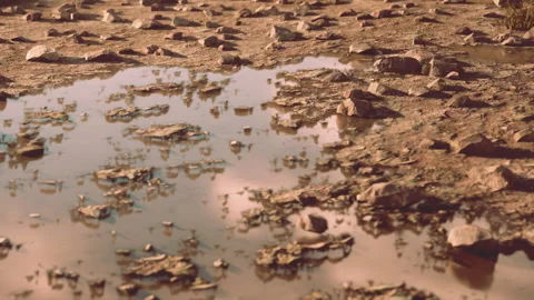 Reflections of Nature in a Serene Puddle After Rain Stock Footage 344950576