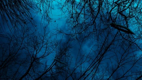 Reflections of a Night Sky in a Murky Swamp Stock Footage