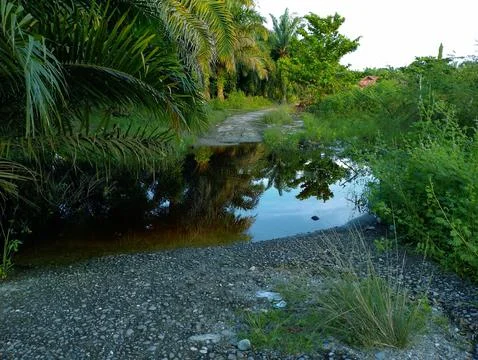 Reflections of palm trees on a puddle along a tropical rural road Stock Photos
