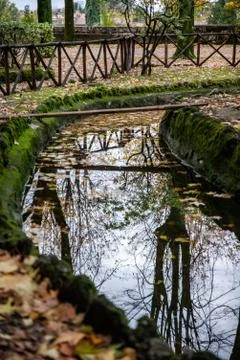 Reflections on the park pond Stock Photos