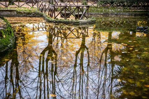 Reflections on the park pond Stock Photos