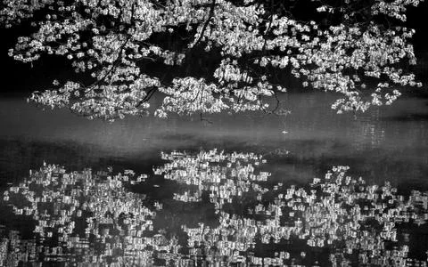 Reflections Stock Photos