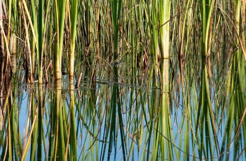 Reflections Foto stock