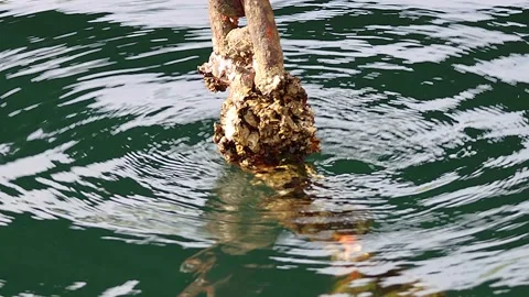 Reflections of pier mooring chain and geometric beauty of ripples,4K Vidéo 342480577