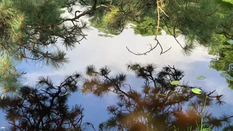 Reflections of pine branches in running water Stock Footage 322578343