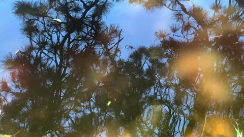 Reflections of pine branches in running water Stock Footage 322578469