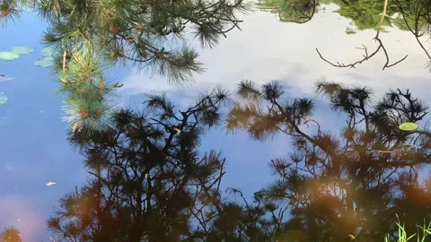 Reflections of pine branches in running water Stock Footage 322578618