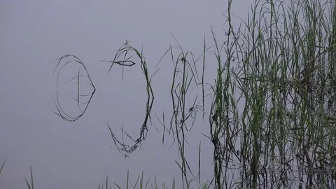 Reflections of plants in a calm pond. 4K Stock-Footage 76812261