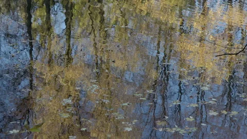 Reflections in the pond of autumn trees 動画素材 219356114