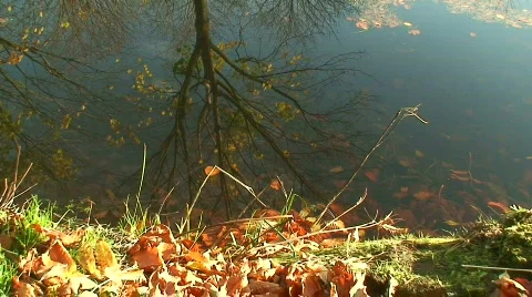 Reflections in the pond Stock Footage 89179