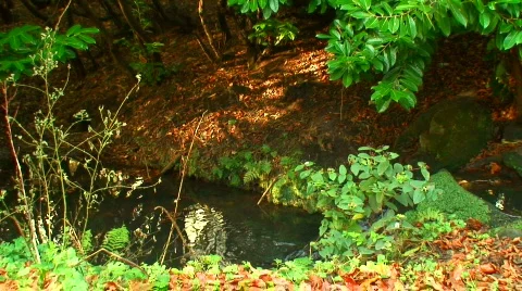Reflections in the pond Stock Footage 89188