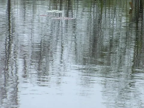 Reflections on a pond Stock Footage 708065