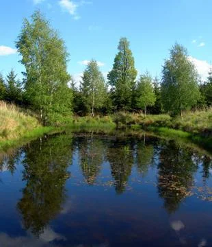 Reflections in the pond Stock Photos