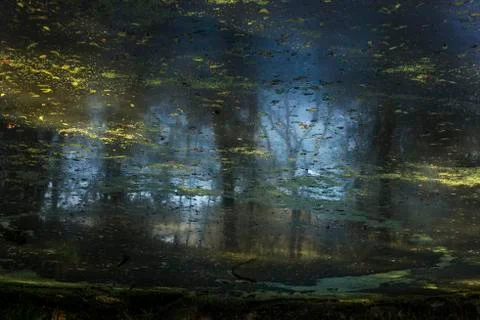 Reflections in a pond Stock Photos