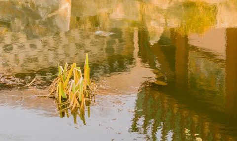 Reflections in a pond Stock Photos