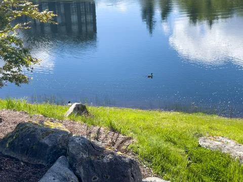 Reflections in the pond Stock Photos