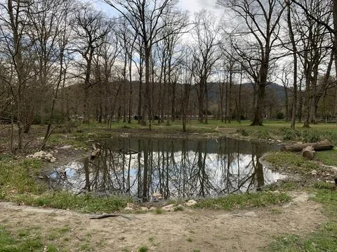 Reflections in a pond Foto stock