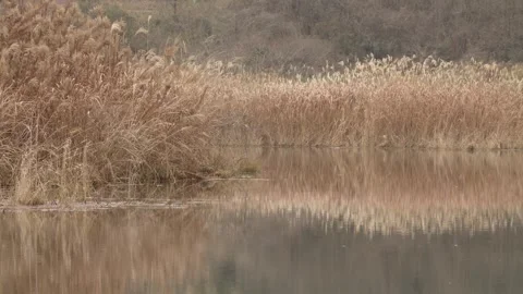 Reflections on a pond in winter Stock Footage 261351558