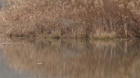Reflections on a pond in winter Stock Footage 261351576