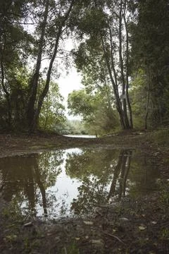 Reflections of a puddle in the middle of the trail in the mountain Stock Photos