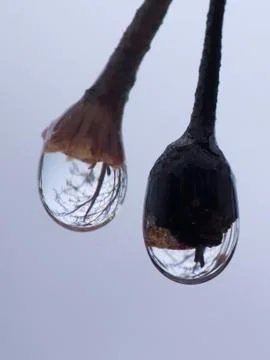 Reflections in raindrops on limb Foto stock