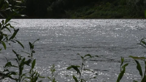 Reflections on the river through the silhouettes of the grasses 스톡 동영상 69841571
