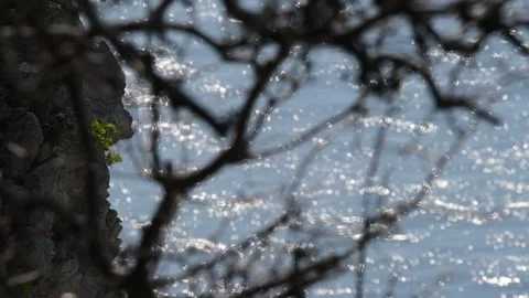 Reflections of the sea through the branches Stock Footage 149412798