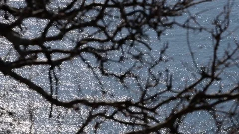 Reflections of the sea through the branches Video stock 149412847