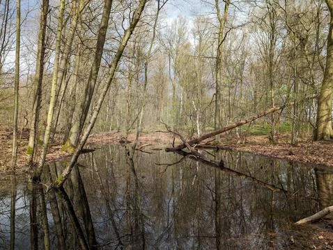 Reflections in a small forest lake Stock Photos