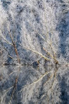 Reflections of snow covered trees in the River Teviot, Scottish Borders Stock Photos