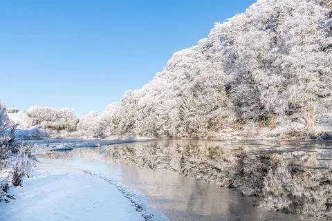 Reflections of snow covered trees in the River Teviot, Scottish Borders Foto stock