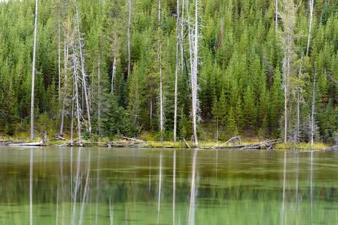 Reflections of some dead trees in a Yellowstone Lake Stock Photos