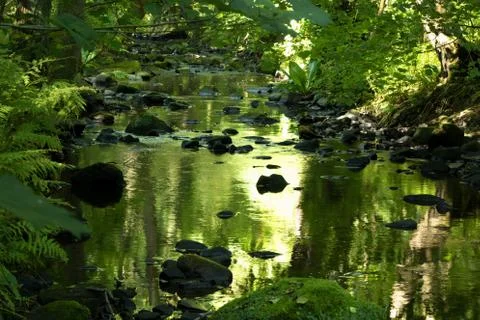 Reflections on a Stream with Lush Foliage. 写真素材
