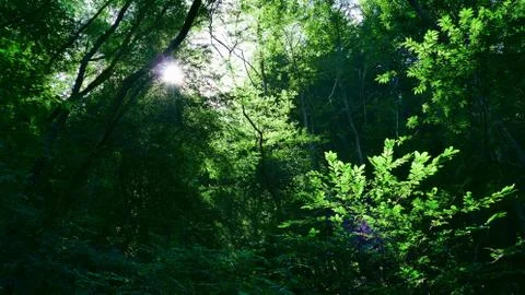 Reflections of the sun among the trees of the forest Stock Photos