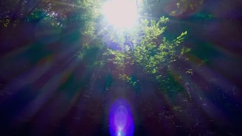 Reflections of the sun among the trees of the forest Stock Photos