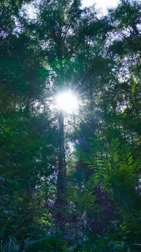 Reflections of the sun among the trees of the forest Stock Photos