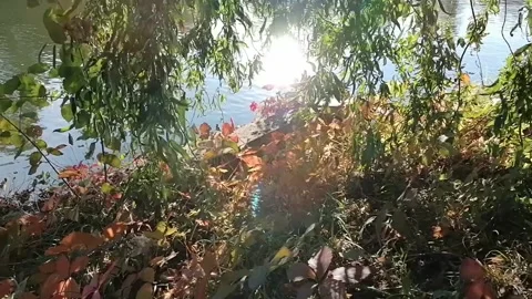 Reflections of the sun among the willow branches on the lake shore Stock Footage 141710173