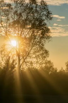 Reflections of the sun between the trees Stock Photos