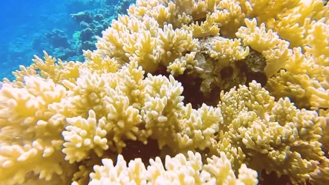 Reflections of the sun on a coral reef Stock Footage 256169376