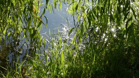 The reflections of the sun Stock Footage 91752913