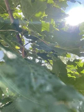 Reflections of the Sun in the Leaves of a Tree Fotos de archivo