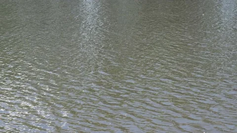 Reflections of the sun on the water of a river Stock Footage 138207215